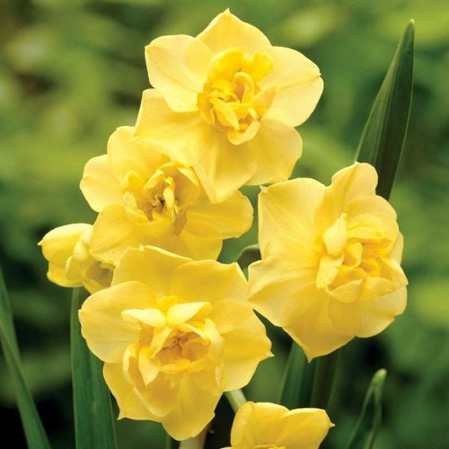 Нарцис багатоквітковий Yellow Cheerfulness цибулини 12/14