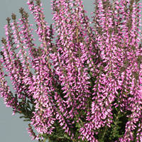 Вереск обыкновенный Лизбет (Calluna vulgaris Garden girls® Lisbeth)