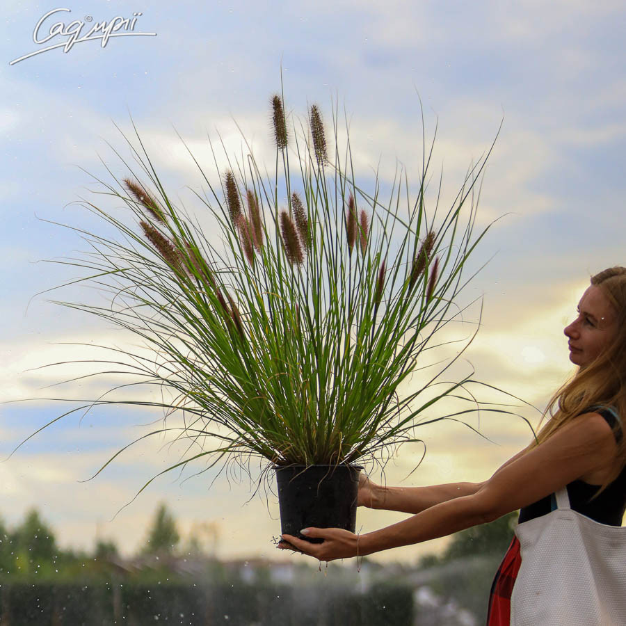 Пенісетум лисохвостий 'Moudry'. Контейнер 1л, фото 1