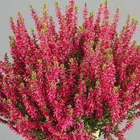 Вереск обыкновенный Мартина (Calluna vulgaris Garden girls® Martina)