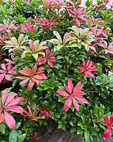 Пієріс японський "Mountain Fire". Pieris japonica "Mountain Fire".