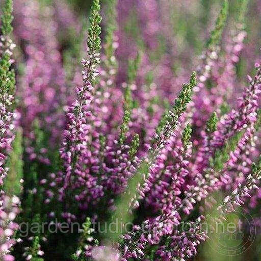 Верес звичайний Ліллі (Calluna vulgaris Garden girls® Lilly)