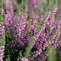 Вереск обыкновенный Лилли (Calluna vulgaris Garden girls® Lilly)