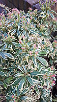 Пієріс японський "White Rim". Pieris japonica "White Rim".