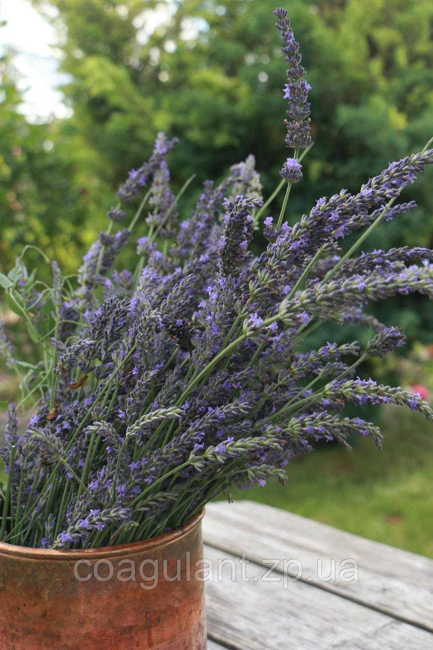 Гідролат лавандина Lavandula hybrida 200 мл