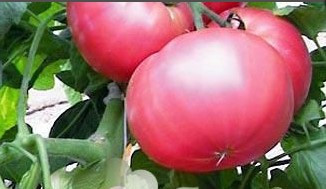 Насіння томату Ісідзукі 15 насінин, фото 1