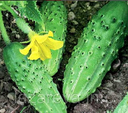 Насіння огірка Ніжинський дар 3 грами, фото 1