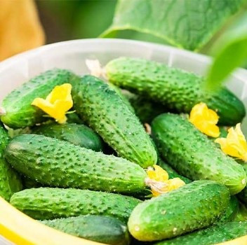 Насіння огірка Парижський корнішон 0,5 гр, фото 1