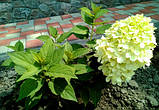 Гортензія метильчаста Лайм Лайт 1гід, фото 2