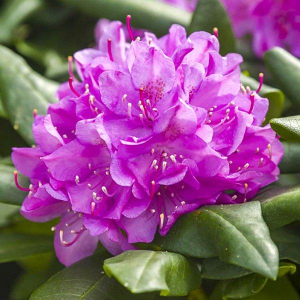 Рододендрон «Roseum Elegans» 1 річний, конт. P9