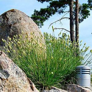 Сеслерія блакитна. Контейнер 0,5 л