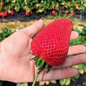 Полуниця КСАНТЕ ремонтантний сорт, фото 1