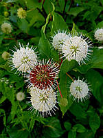 Цефалантус occidentalis.
Cephalanthus occidentalis.