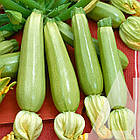 Кабачок Кавілі F1 Nunhems/Нідерланди 5 шт, фото 2