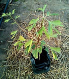 Гінкго білоба 3 роки h до 60 см, фото 4