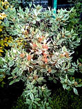 Дерен (свідина) Sibirica Variegata 2 роки, фото 3