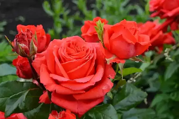 Роза Rockstar (Рокстар) ч/г гор 3л: продажа, цена в