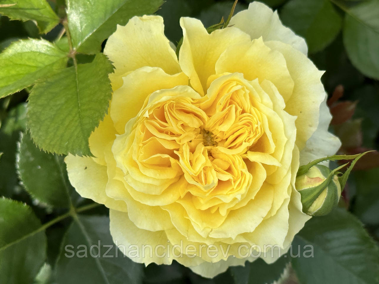 Саджанці троянд Чайна Герл (China Girl, Golden Jubilee), фото 1