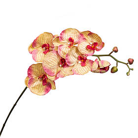 Орхідея золотиста 137 см ELISEY