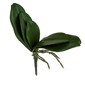 Листя орхідеї  ELISEY