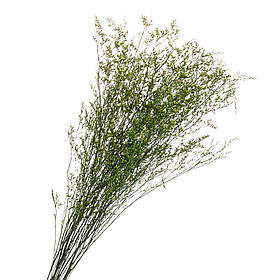 Декоративна гілка Зелена, стабілізована ELISEY