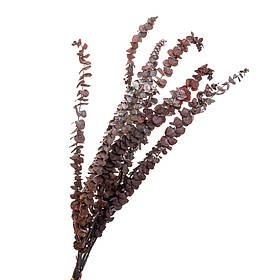 Евкаліпт Червоний, стабілізований ELISEY