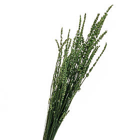 Лаванда Зелена, стабілізована ELISEY