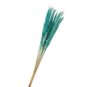 Пампасна трава Блакитна, стабілізована ELISEY