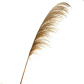 Сухоцвіт Очерет. золотий ELISEY