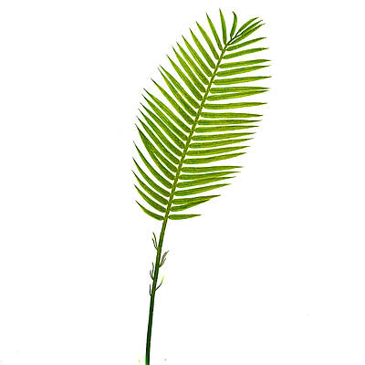 Тропічна зелень