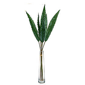 Листя евкаліпта ELISEY