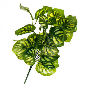Гілка Філодендрона ELISEY