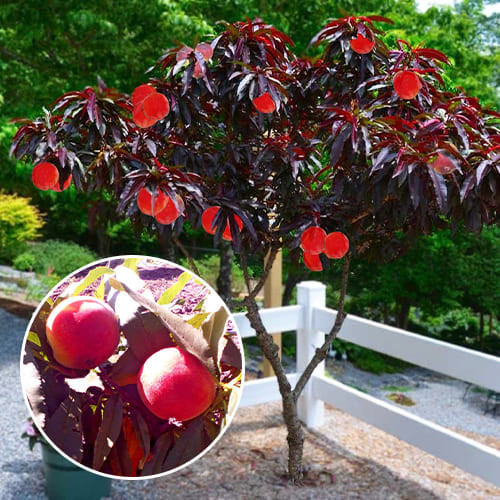 Персик колоноподібний червонолистий "Хоній Ред, фото 1