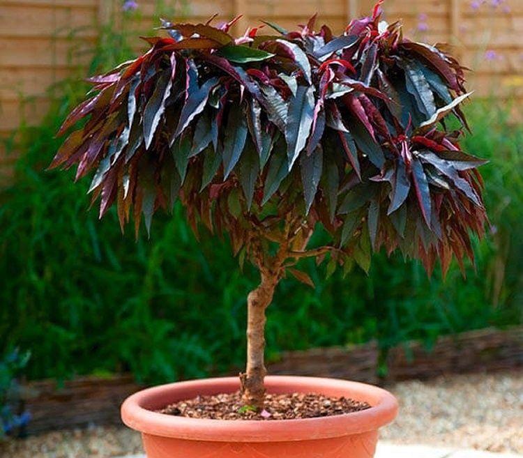 Саджанці червонолистого колоноподібного персика Бургунді, фото 1