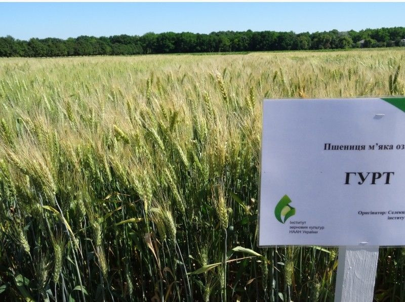 Гурт насіння озимої пшениці, НАН, оста, Перша репродукція