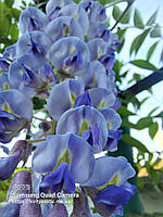 Гліцинія "Blue Moon". Глициния макростахия "Голубая Луна". Wisteria macrostachya "Blue Moon".