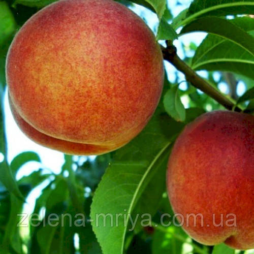 Персик Роял Прайд (пізній сорт), фото 1