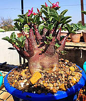 Аденіум Black Hawk (насіння, 1шт)