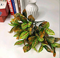 Кущ Кротона