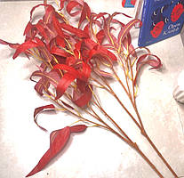 Гілка тонколистого евкаліпта, Бордо