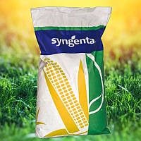 Насіння кукурудзи СІ ПРЕМЕО STANDARD (Syngenta) ФАО: 380