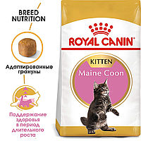 Сухой корм для котят Royal Canin Maine Coon Kitten 2 кг(срок до 01.04.2024)