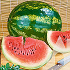 Кавун Астраханський Садиба центр 10 г, фото 2