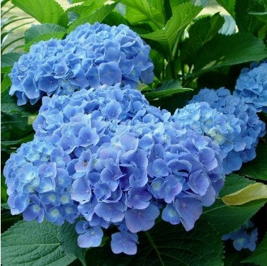 Гортензія великолиста блакитна "Блакитна ніжність" (Blue tenderness)