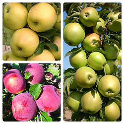 Комплект Колоновидних Яблунь "Титанія, Медок, Президент" складається з 3-х дерев