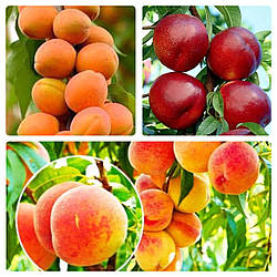 Комплект Колоновидних Дерев "Персик Тотем Садівника, Абрикос Компанило, Нектарин Рубіс" входить 3 дерева