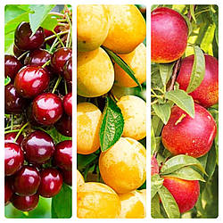 Комплект Колоновидних Дерев " Слива Біла Медова,Черешня Квін Мері,Нектарин Фантазія" входить 3 саджанці