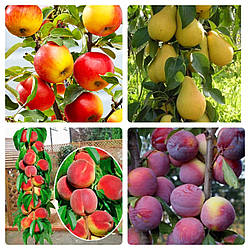 Комплект Колоновидних Дерев "Груша Сан-Ремі, Яблуня Еліта, Слива Імперіал, Персик Сувенір" з 4-х саджанців
