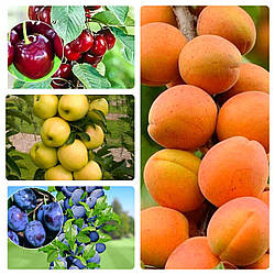 Комплект Колоновидний "Яблуня Медок,Вишня Захват,Слива Анже,Абрикос Зоряний" з 4-х дерев