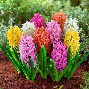 Гіацинт Пастельний Мікс, фото 1